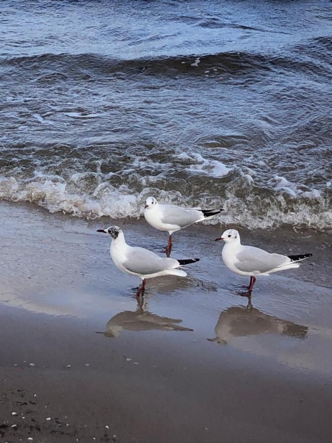Ankerplatz Binz Im Haus Strelasund Zewnętrze zdjęcie