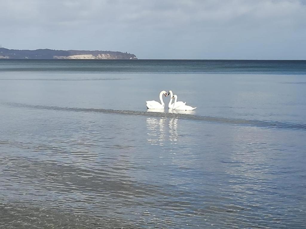 Ankerplatz Binz Im Haus Strelasund Zewnętrze zdjęcie